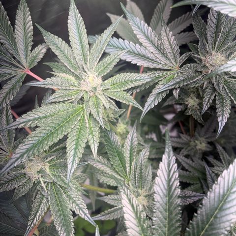 Sady growlog timeline photo