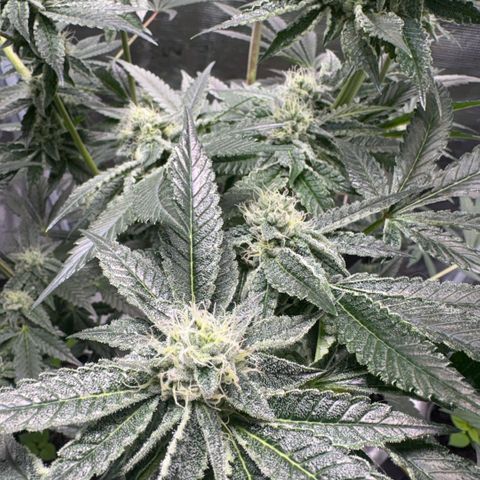 Sady growlog timeline photo