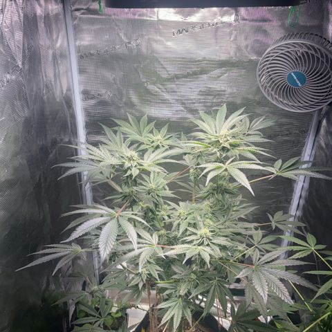 Sady growlog timeline photo