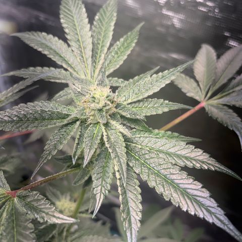 Sady growlog timeline photo