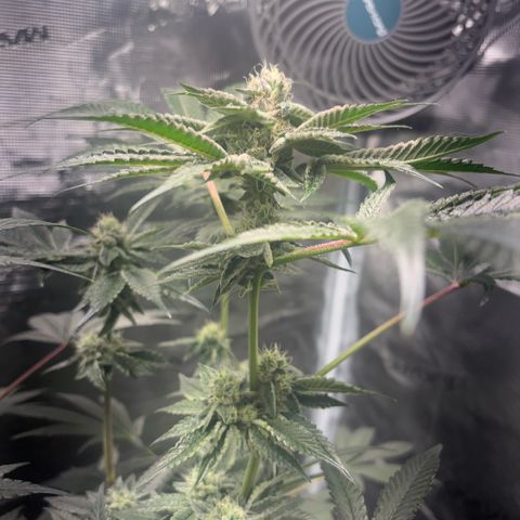 Sady growlog timeline photo