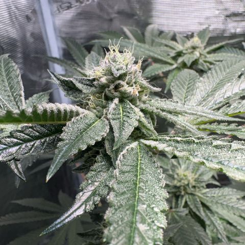 Sady growlog timeline photo