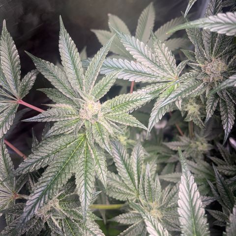 Sady growlog timeline photo