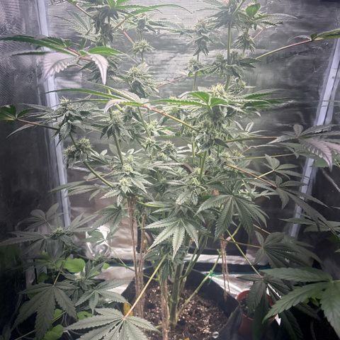 Sady growlog timeline photo