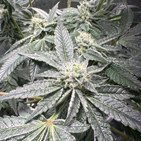 Sady growlog timeline photo