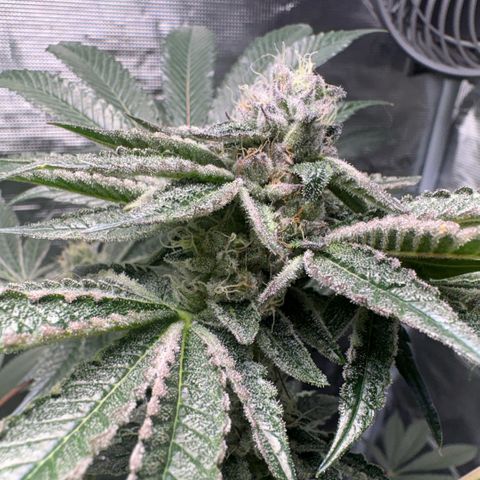 Sady growlog timeline photo