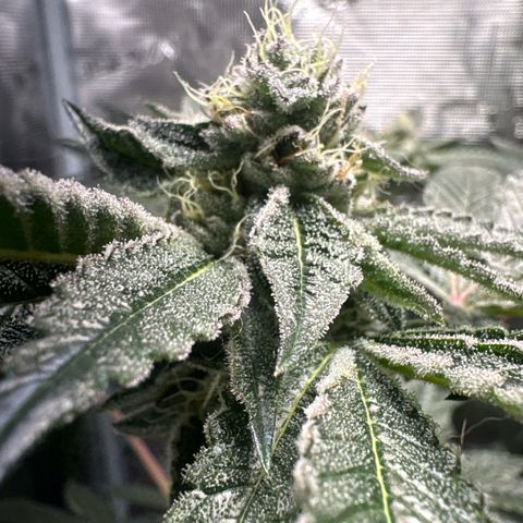 Sady growlog timeline photo