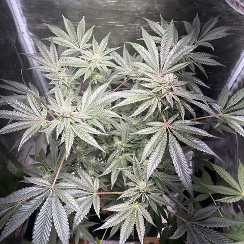 Sady growlog timeline photo