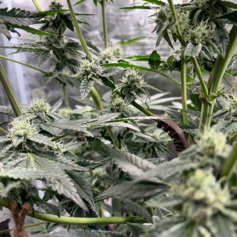 Sady growlog timeline photo