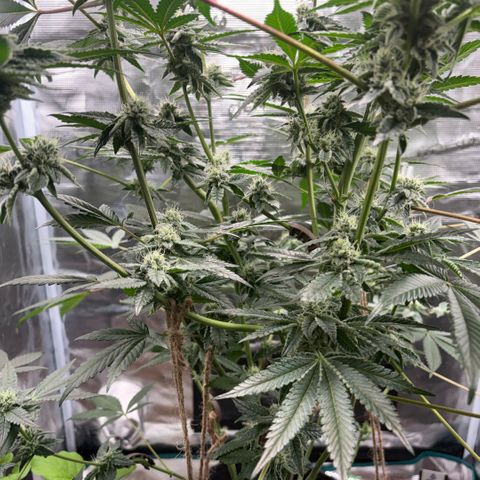 Sady growlog timeline photo