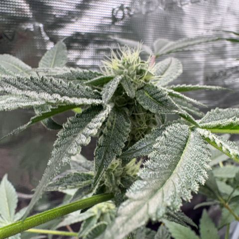 Sady growlog timeline photo