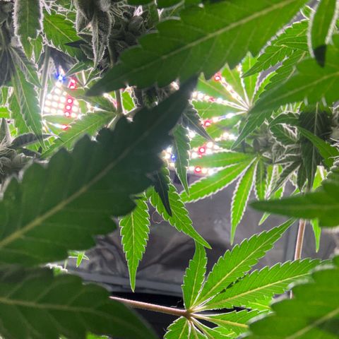 Sady growlog timeline photo