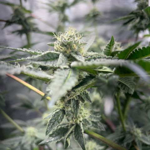 Sady growlog timeline photo