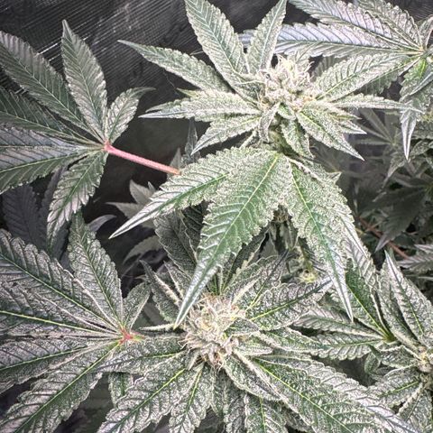 Sady growlog timeline photo