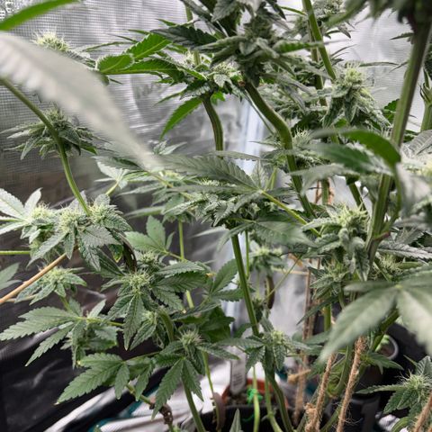 Sady growlog timeline photo