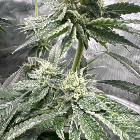 Sady growlog timeline photo