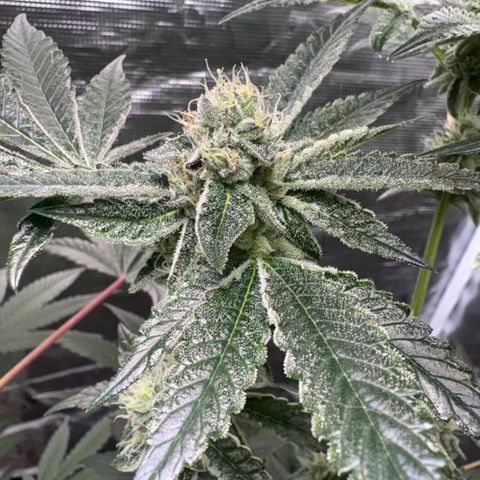 Sady growlog timeline photo