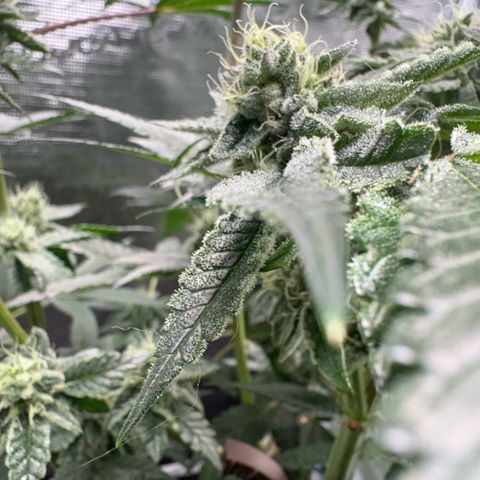 Sady growlog timeline photo