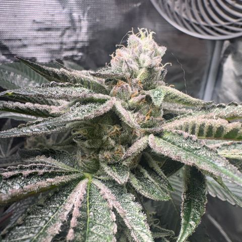 Sady growlog timeline photo
