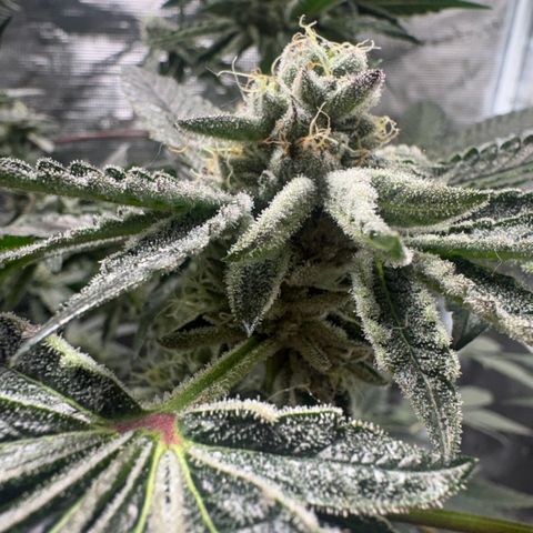 Sady growlog timeline photo