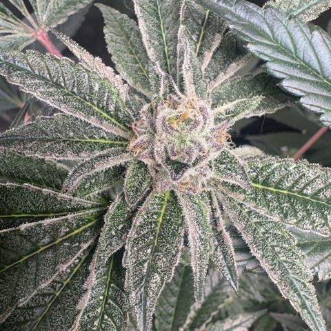 Sady growlog timeline photo