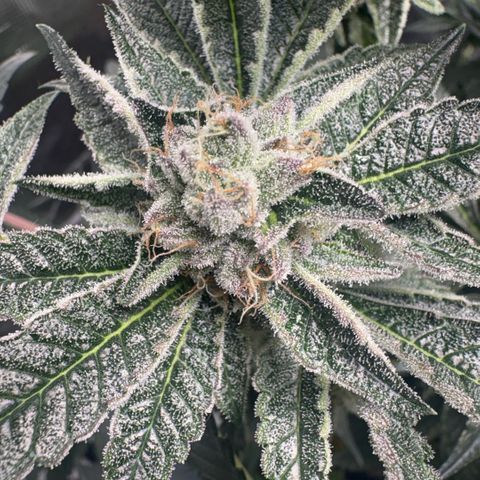 Sady growlog timeline photo