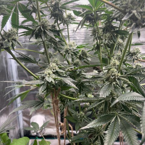 Sady growlog timeline photo