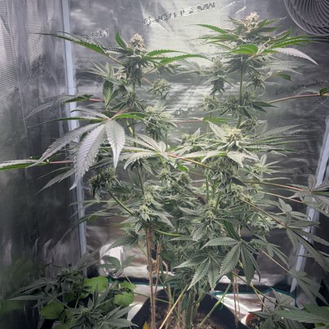 Sady growlog timeline photo