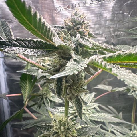 Sady growlog timeline photo