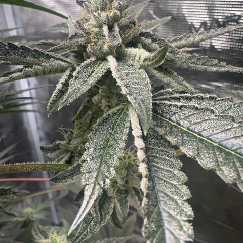 Sady growlog timeline photo