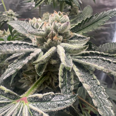 Sady growlog timeline photo
