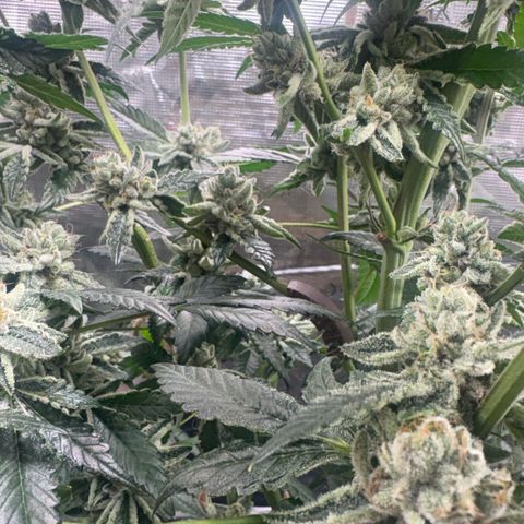 Sady growlog timeline photo