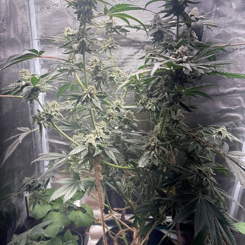 Sady growlog timeline photo