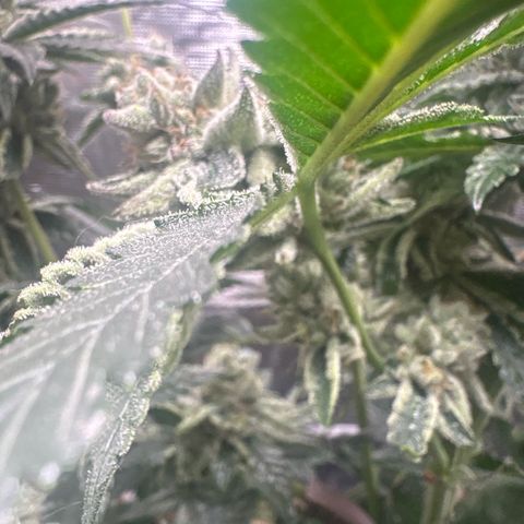 Sady growlog timeline photo