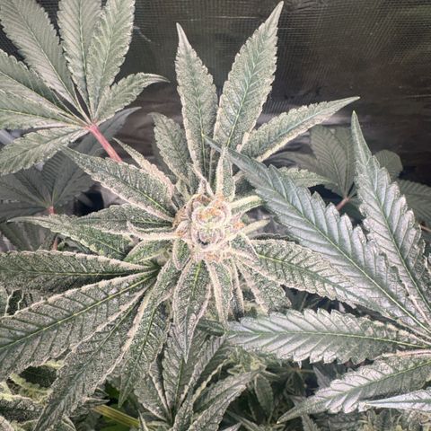 Sady growlog timeline photo