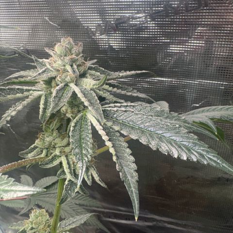 Sady growlog timeline photo