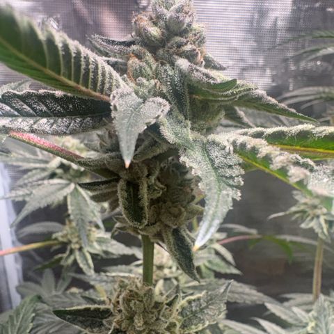 Sady growlog timeline photo