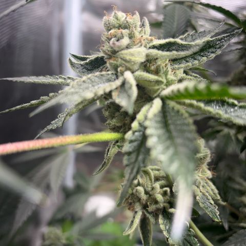 Sady growlog timeline photo