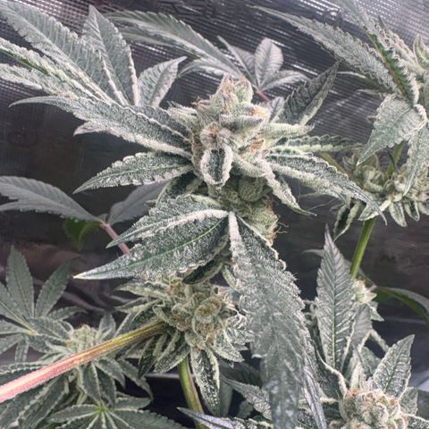 Sady growlog timeline photo