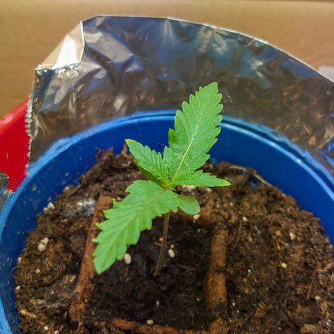 Gundula  growlog timeline photo