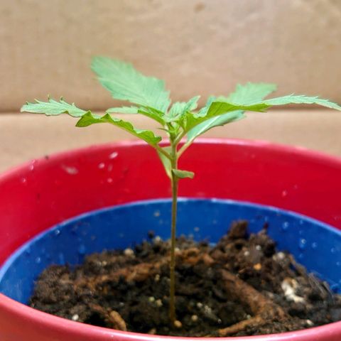 Gundula  growlog timeline photo