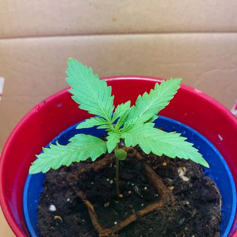 Gundula  growlog timeline photo