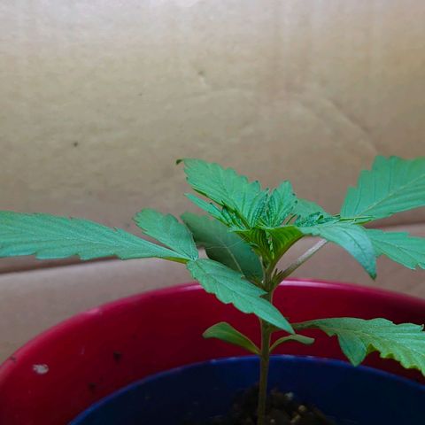 Gundula  growlog timeline photo