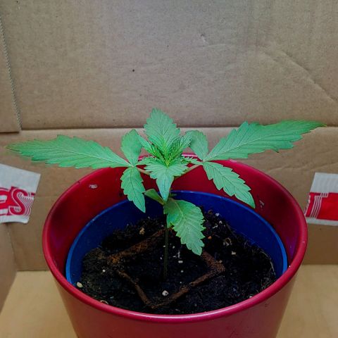 Gundula  growlog timeline photo