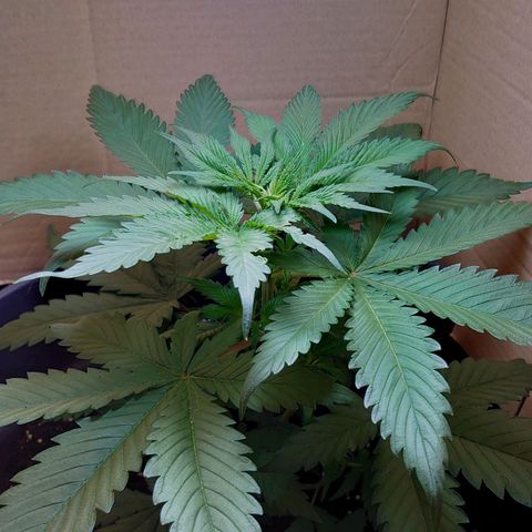 Gundula  growlog timeline photo