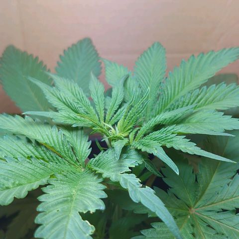 Gundula  growlog timeline photo