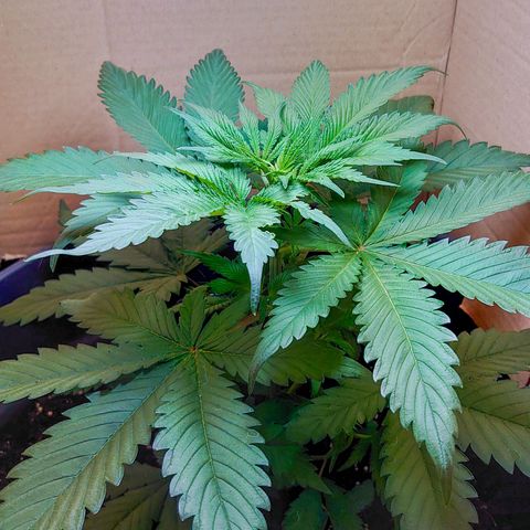 Gundula  growlog timeline photo