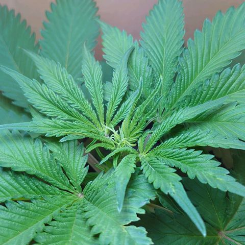 Gundula  growlog timeline photo