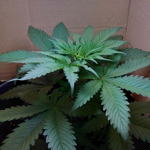 Gundula  growlog timeline photo