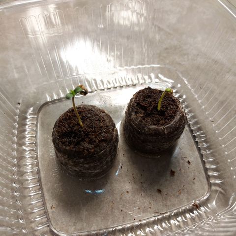 Strawberry Bubbles growlog photo: Two days in 